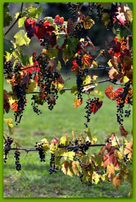 Vine stok in autumn trta jeseni DSC-0332ypb