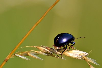 Beetle dsc_0296