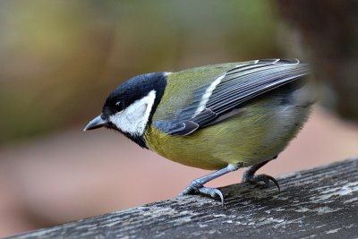  Parus major velika sinica 2012-11-10dscypb