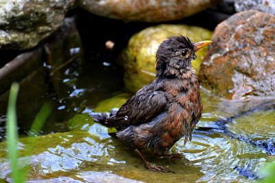 black_bird__turdus_merula__kos_and_water