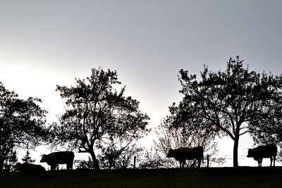 Pasture DSC_0367xpb