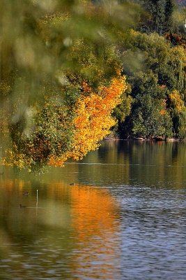 Autumn on the  river at the river Drava DSC_0101xpb