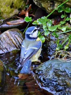 Blue tit cyanistes caeruleus plavček  DSC_0129xpb