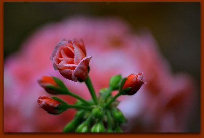 A geraniums blooms DSC_0168ypb