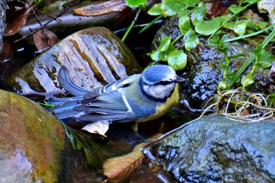 Blue tit cyanistes caeruleus plavček DSC-0123xpb