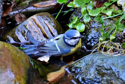 Blue tit cyanistes caeruleus plavček   DSC-0123xpb