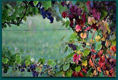 Vine stok in autumn trta jeseni  DSC_00225ypb