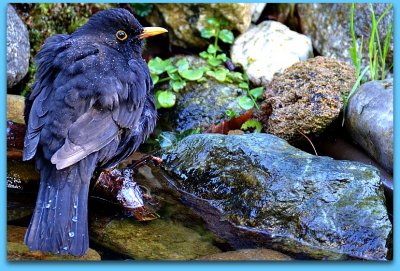 Black bird Turdus merula  kos DSC-0017zpb