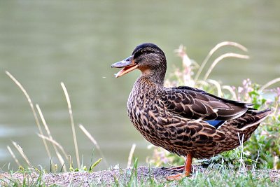 The singing duck  Quack  pojoča račka  DSC_0714xNpb