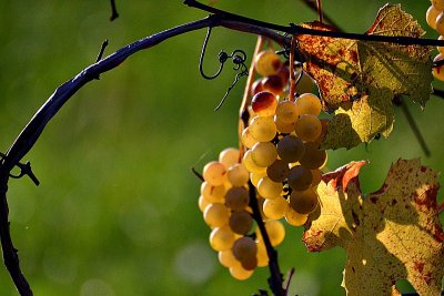 Vine stok in autumn trta jeseni  DSC_0232xpb