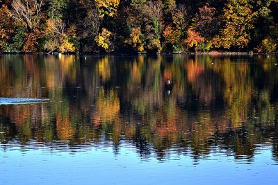 Reflections of autumn riverat the  Drava DSC_0530ypb