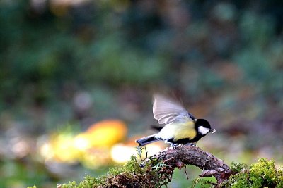 Parus major velika sinica DSC_033369