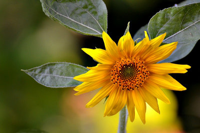Sunflower sončnica dsc_0992TDpb