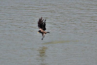 A flying crow catches something dsc_0105xiNpb