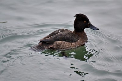 Tufted duck Aythya fuligula čopasta črnica DSC_0124Nxpb