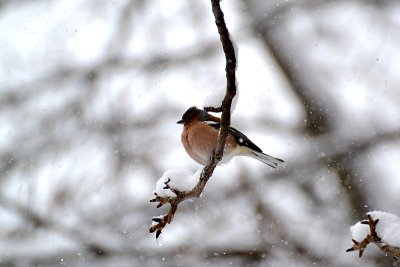 Fringillidae  činkavec  DSC_0231xpb