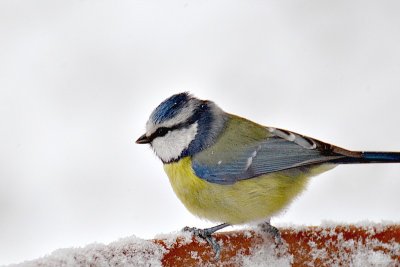 Blue tit cyanistes caeruleus plavček DSC_0167xpb