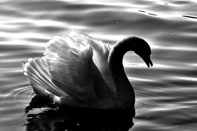 Swan DSC_0340gpb