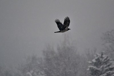Hooded crow  siva vrana DSC_0605