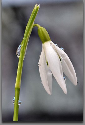 Common snowdrop Galanthus nivalis mali zvonček DSC_0898gpb