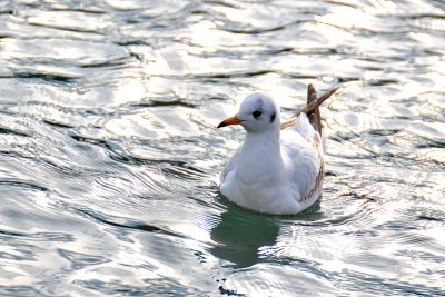 Larus ridibundus rečni galeb DSC_0094mxvpb