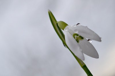 Common snowdrop Galanthus nivalis mali zvonček DSC_0879xpb