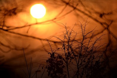 Sunrise through the bush and fog  DSC_0809xpb