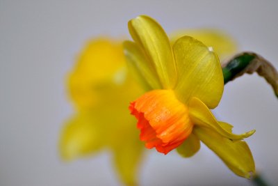 Narcissus  narcisa DSC_0032pb