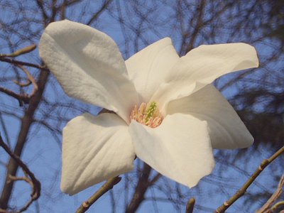 Magnolia dsc04736ipb