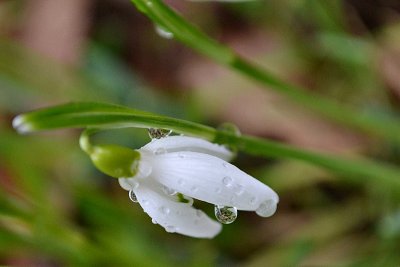 Common snowdrop Galanthus nivalis mali zvonček  DSC_0866xpb