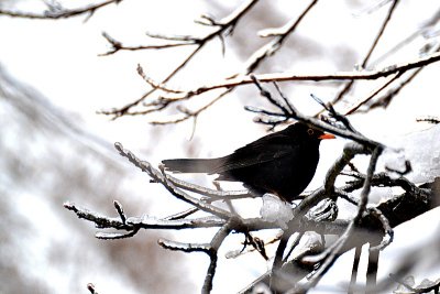Turdus merula sleet kos žled DSC_0321xpb