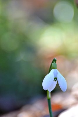 Spring Common snowdrop Galanthus nivalis mali zvonček DSC_0082xpb