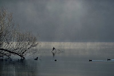 Fogy on the river & birds  megla na reki in ptice DSC_0967