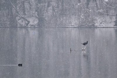 Snowing  river  birds  sneženje reka in ptice DSC_0207fpb