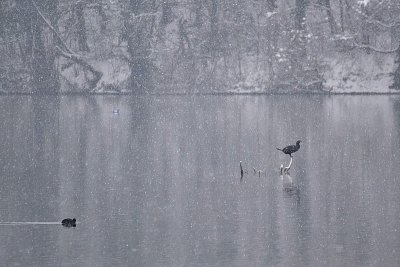Snowing river birds sneženje reka in ptice DSC_0207fpb