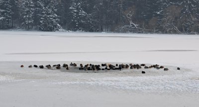 River Ice Water Birds reka led ptice DSC_0389fpb