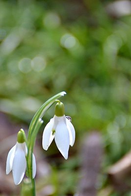 Common snowdrop Galanthus nivalis mali zvonček  DSC_0354xpb