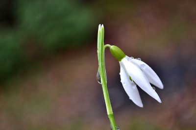 Common snowdrop Galanthus nivalis mali zvonček DSC_0876xpb