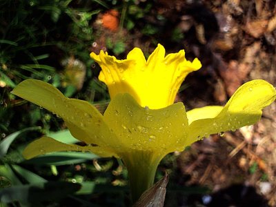 Yellow  flower rumeni cvet  dsc04586pb