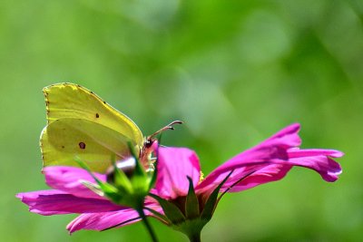 Gonepteryx rhamni citrončekDSC_0701xpb