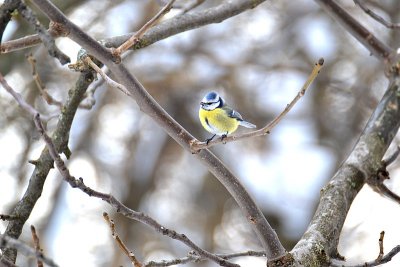 Blue tit cyanistes caeruleus  plavček  DSC_0959