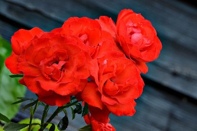 Red roses  rdeče vrtnice DSC_0776fpb
