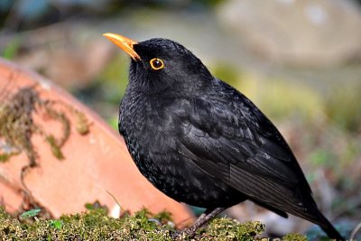 Turdus merula kos DSC_xpb
