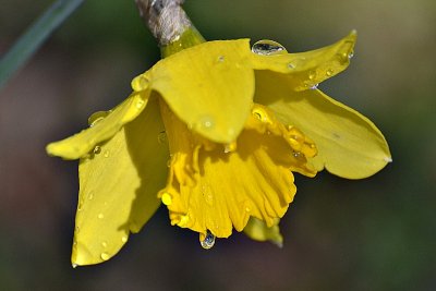 Daffodil DSC_0105fpb