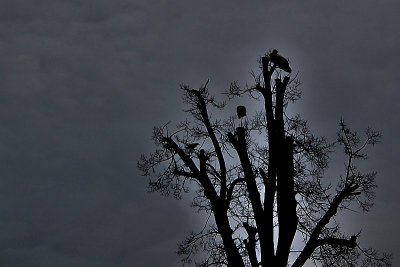 Crow and  herons vrana in torklji  dsc_0769xpb