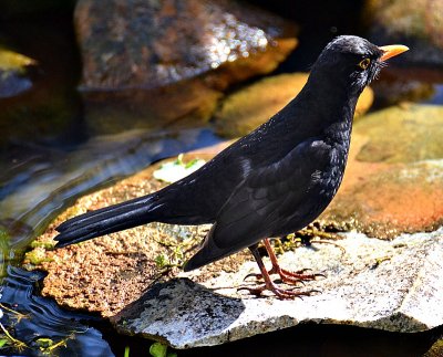 Turdus merula kos DSC0008xpb