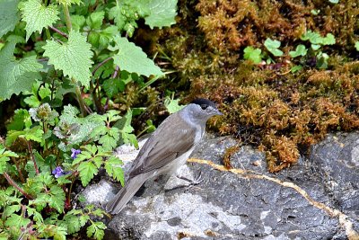 Sylvia atricapilla eurasian black cap črnoglavka DSC_0289xpb