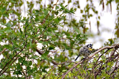 Blue_tit_cyanistes_caeruleus plavček  DSC_0301fpb