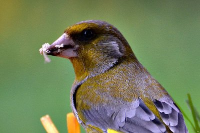 Carduelis chloris  zelenec DSC_0234xpb