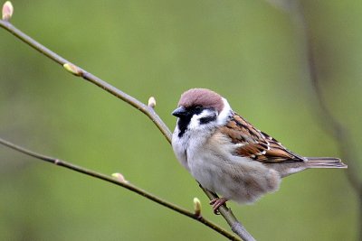 Passer montanus poljski vrabec DSC_0090